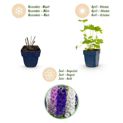 Rittersporn 'Black Knight' – Delphinium – Lila – Topf Ø11cm – Ansicht 4