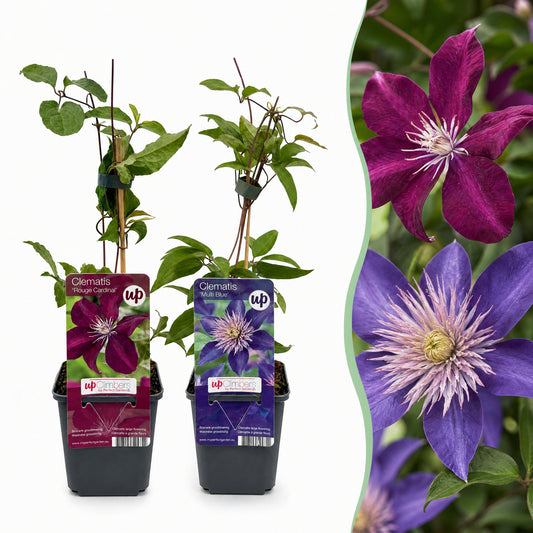 Waldrebe 'Blau & Rot' – Clematis – Topf Ø9cm
