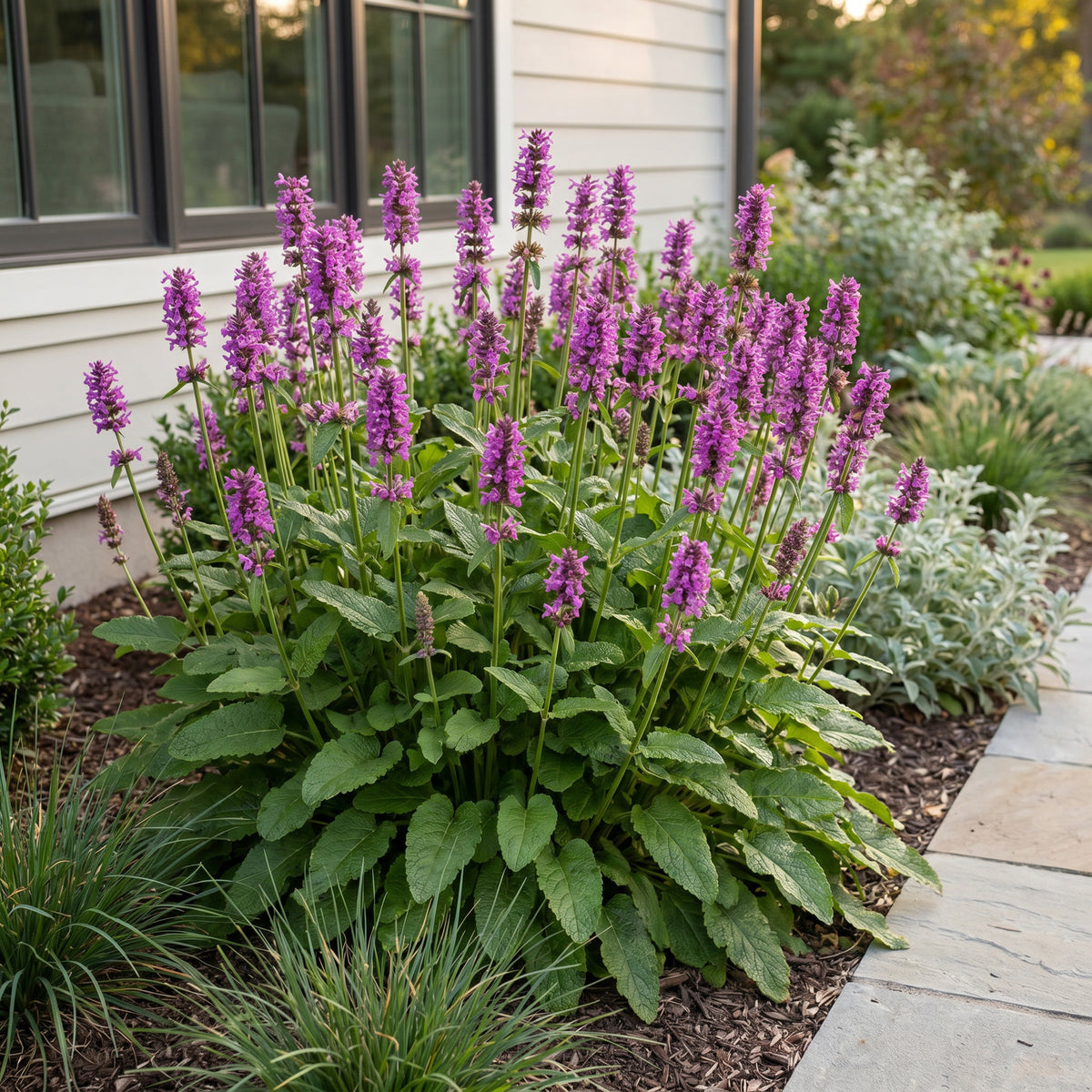 Ziest 'Hummelo' – Stachys monieri – Lila – Topf Ø11cm – Ansicht 6