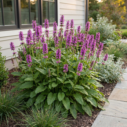 Ziest 'Hummelo' – Stachys monieri – Lila – Topf Ø11cm – Ansicht 6