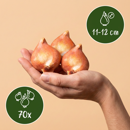 Triumph-Tulpen-Mix – Zwiebelgröße 11/17 – Ansicht 3