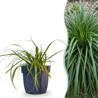 Japan-Segge 'Evergreen' – Grün – Topf Ø11cm