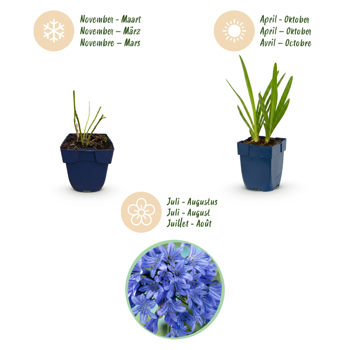 Schmucklilie 'Agapanthus africanus' – Blau – Topf Ø11cm – Ansicht 4