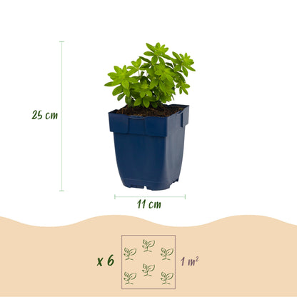 Waldmeister 'Galium odoratum' – Weiß – Topf Ø11cm – Ansicht 3