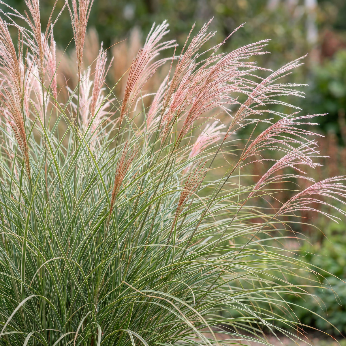 Chinaschilf 'Morning Light' – Miscanthus sinensis – Topf Ø11cm – Ansicht 5