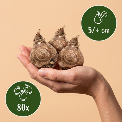 Freesien-Mix 'Double' – Ansicht 3