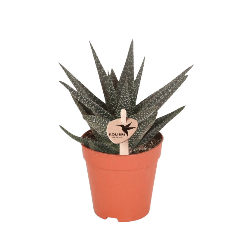 Sukkulente 'Haworthia Royal Highness' – Grün – Topf Ø9cm