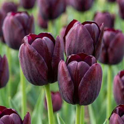 Tulpe 'Triumph Black' – Dunkellila