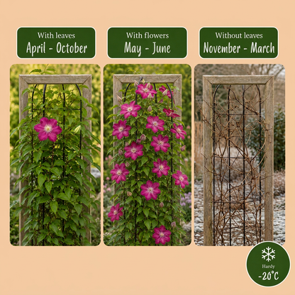 Clematis 'Ville de Lyon' (großblumig) – Rot, Ø9cm, ↕35cm – Ansicht 6