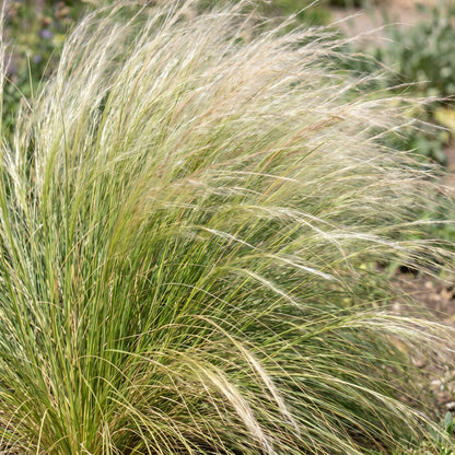 Federgras 'Ponytails' – Stipa tenuissima – Topf Ø11cm – Ansicht 5