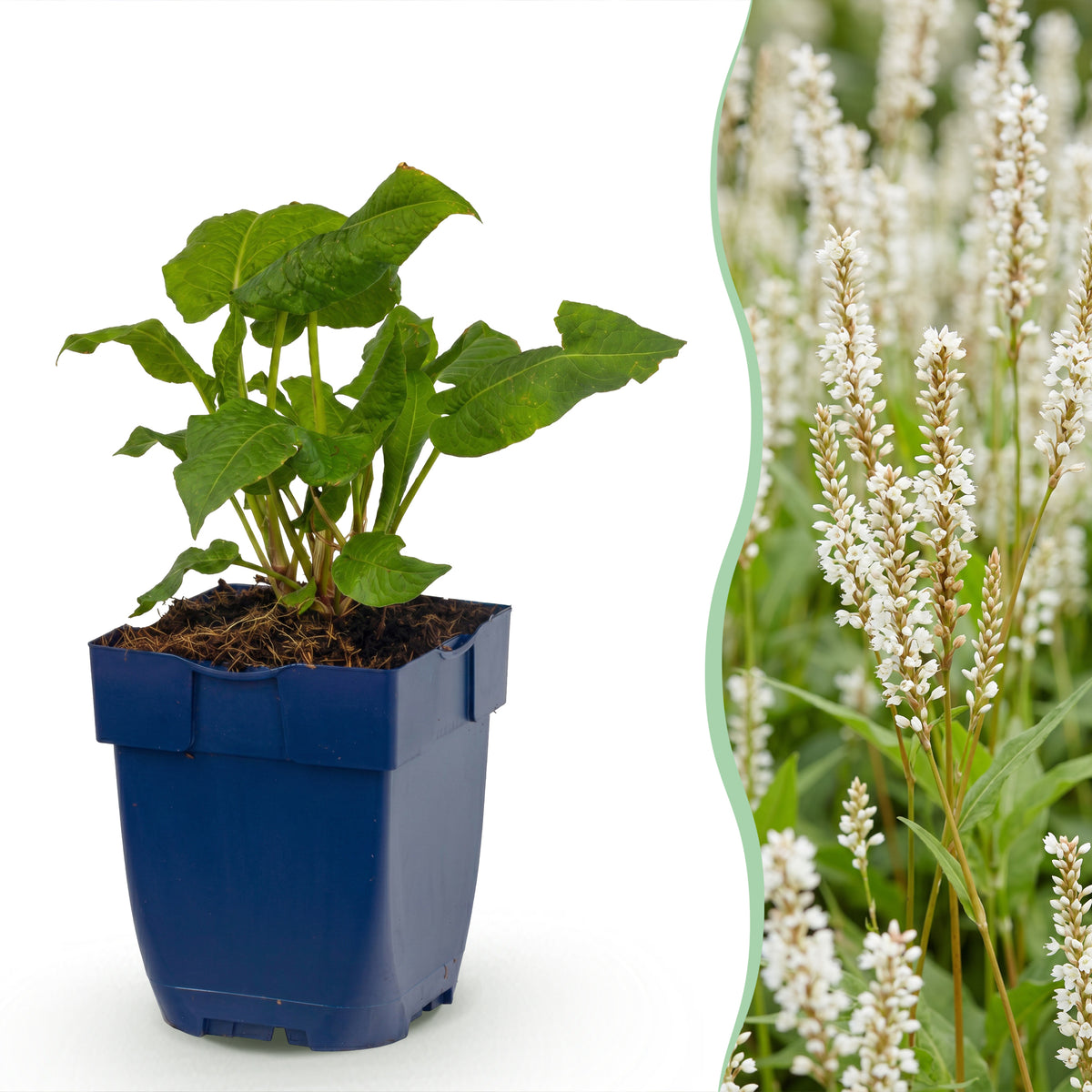 Knöterich 'Persicaria ampl. Alba' – Weiß – Topf Ø11cm