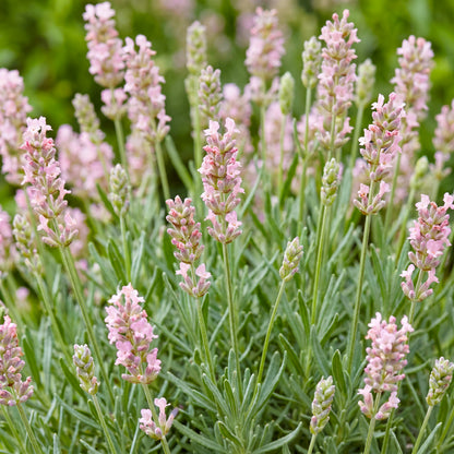Lavendel 'Rosea' – Rosa – Topf Ø11cm – Ansicht 5