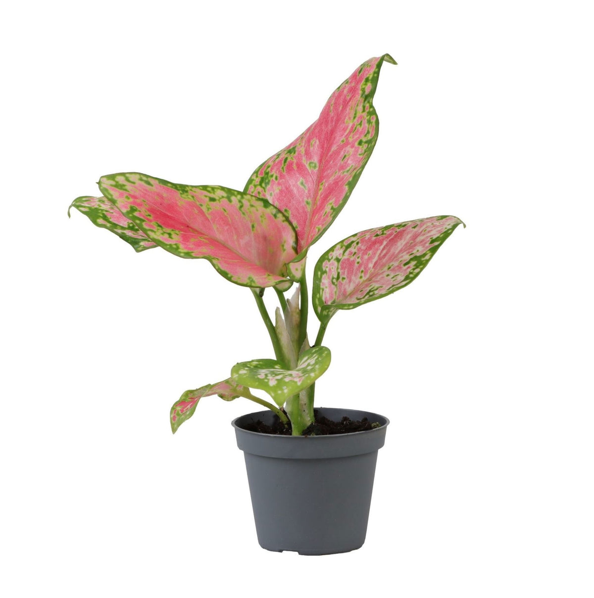 Aglaonema 'Red Valentine' – Ø6cm, ↕12cm