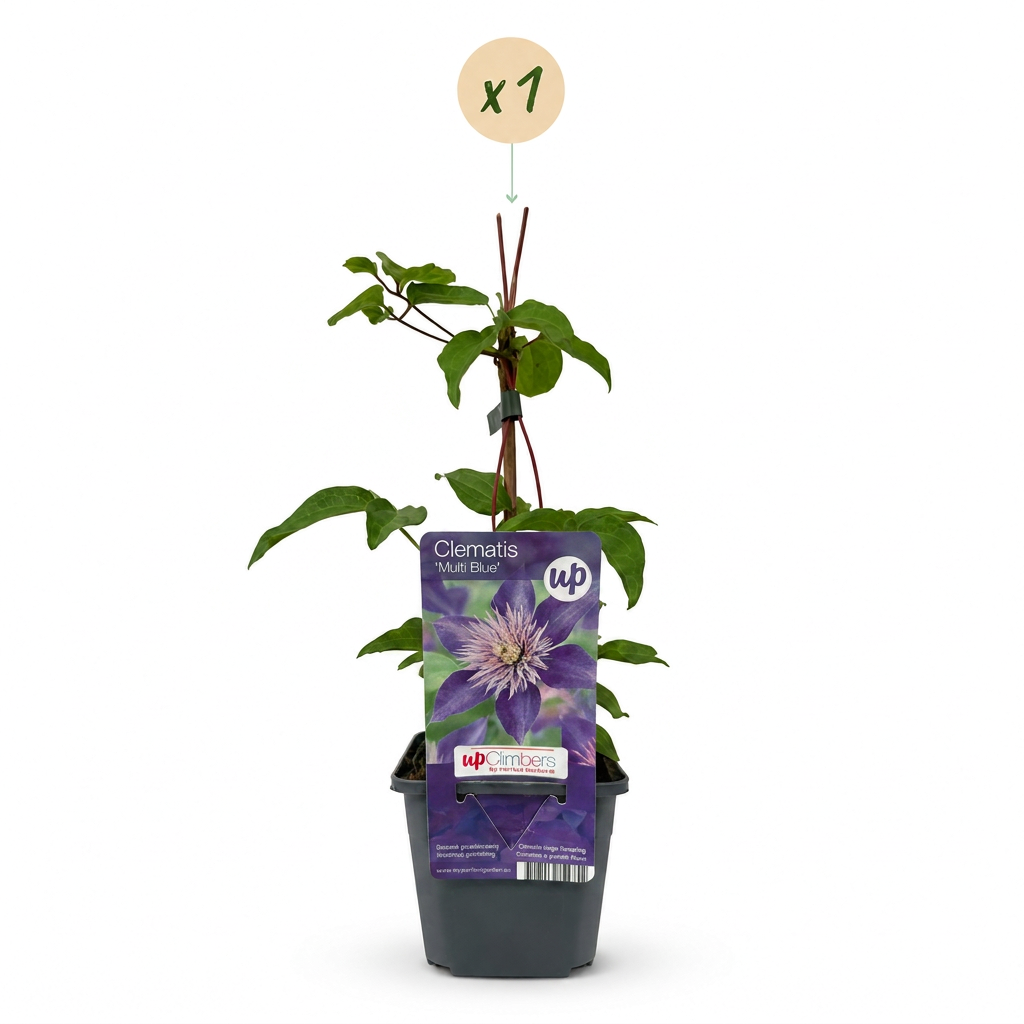 Clematis 'Multi Blue' – Blau, Ø9cm, ↕35cm – Ansicht 2
