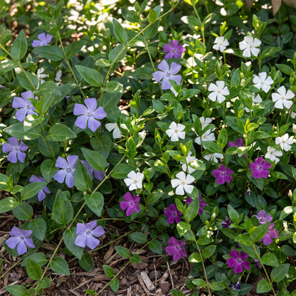 Immergrün 'Vinca Tricolour' – Blau-Lila-Weiß – Topf Ø11cm – Ansicht 5