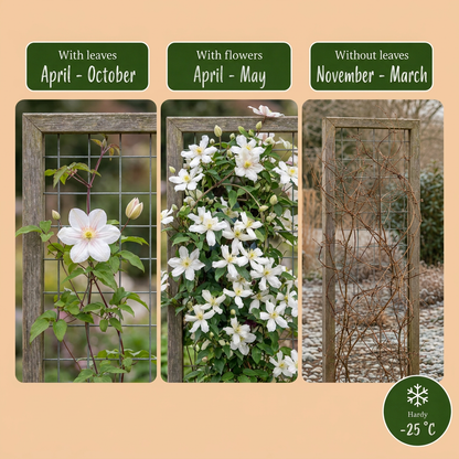 Bergwaldrebe 'Wilsonii' – Clematis montana – Weiß – Topf Ø9cm – Ansicht 4