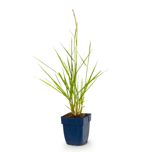 Lampenputzergras 'Fairy Tales' – Pennisetum orientale – Topf Ø11cm – Ansicht 2