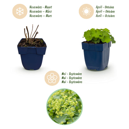 Frauenmantel (Alchemilla mollis) – Gelb – Topf Ø11cm – Ansicht 4