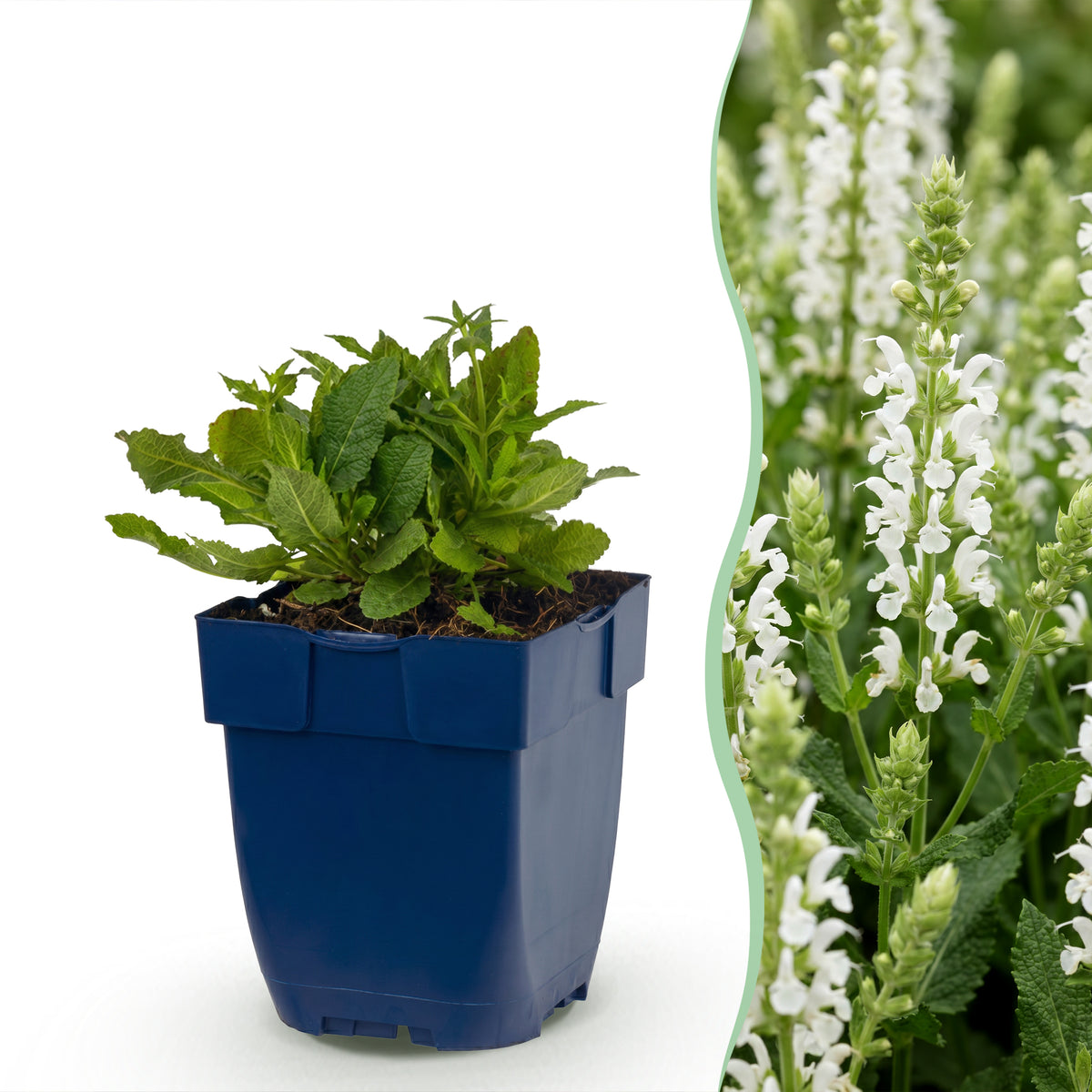 Salbei 'Schneehügel' – Salvia nemorosa – Weiß – Topf Ø11cm