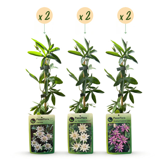 Kletterpflanzen-Trio 'Tricolour' – Clematis, Passionsblume & Sternjasmin – Topf Ø9cm – Ansicht 2