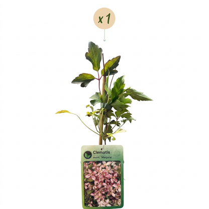 Bergwaldrebe Clematis montana 'Marjorie' – Rosa, Ø9cm, ↕35cm – Ansicht 2