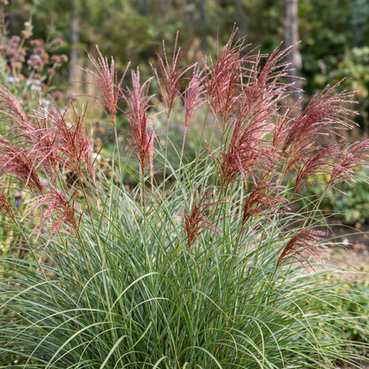 Chinaschilf 'Red Chief' – Miscanthus sinensis – Topf Ø11cm – Ansicht 4