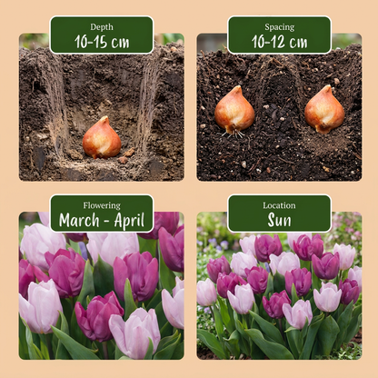Tulpe-Mix 'Candy Purple Prince' – Ansicht 4