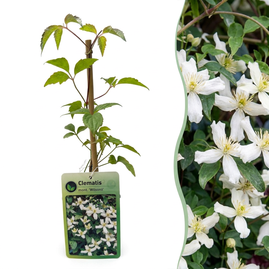 Bergwaldrebe 'Wilsonii' – Weiß – Topf Ø9cm