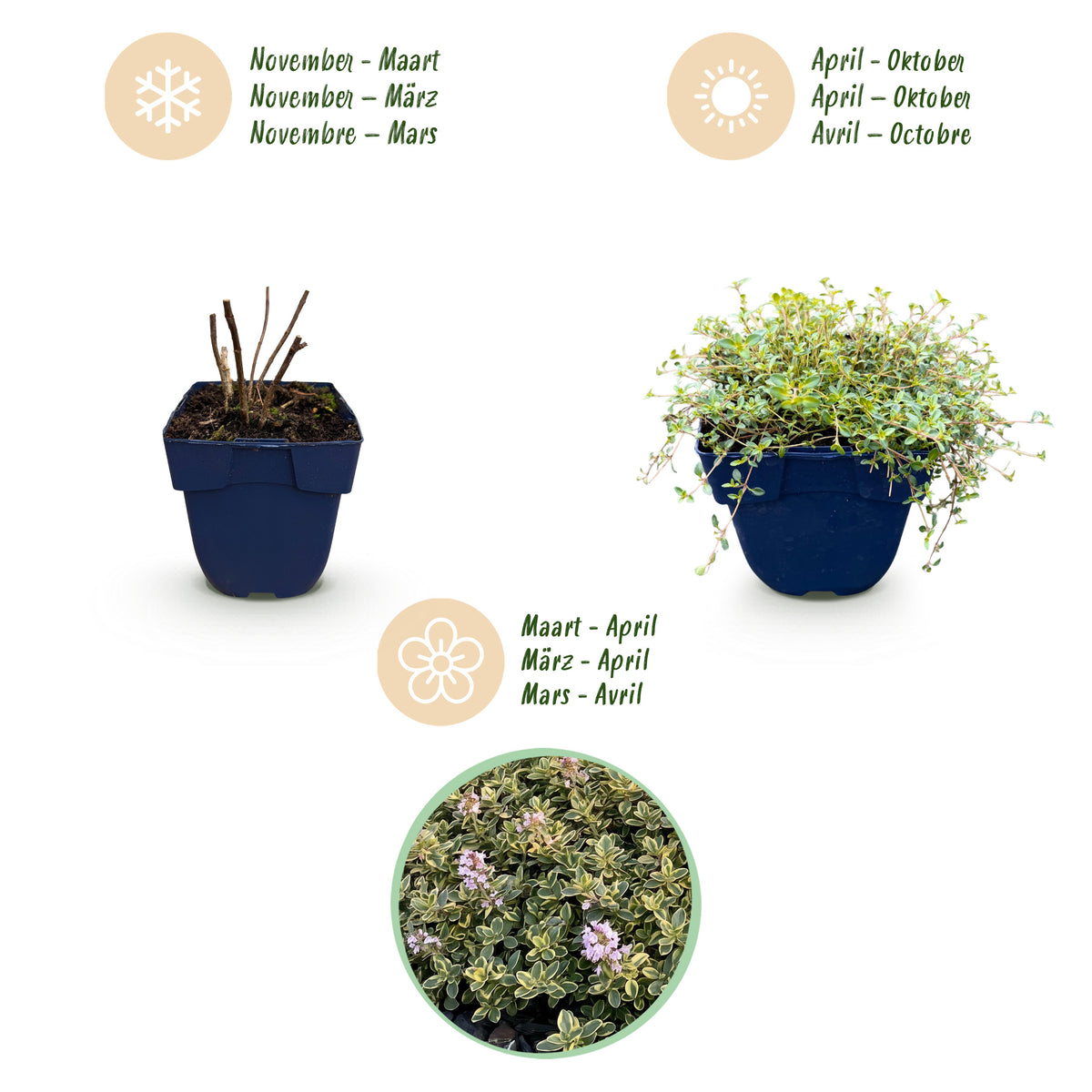 Zitronen-Thymian 'Sambesi' – Gelb – Topf Ø11cm – Ansicht 4