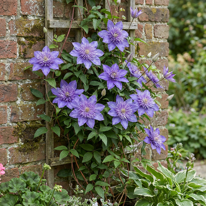 Clematis 'Multi Blue' – Blau, Ø9cm, ↕35cm – Ansicht 4