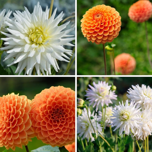 Dahlien-Mix 'Orange Pride' – Playa Blanca & Ralphie, 24 Knollen