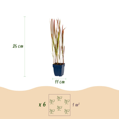 Blutgras 'Red Baron' – Rot – Topf Ø11cm – Ansicht 3