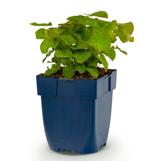Elfenblume 'Frohnleiten' (Epimedium) – Gelb – Topf Ø11cm – Ansicht 2