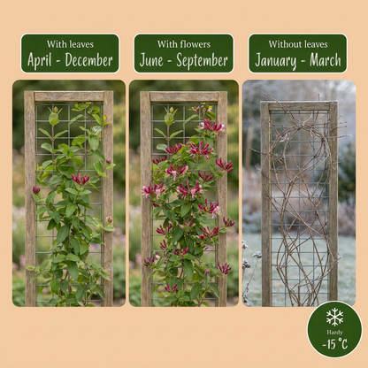 Henrys Geißblatt 'Lonicera henryi' – Gelb-Rot – Topf Ø9cm – Ansicht 4