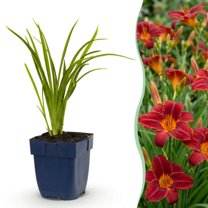 Taglilie 'Autumn Red' – Rot – Topf Ø11cm