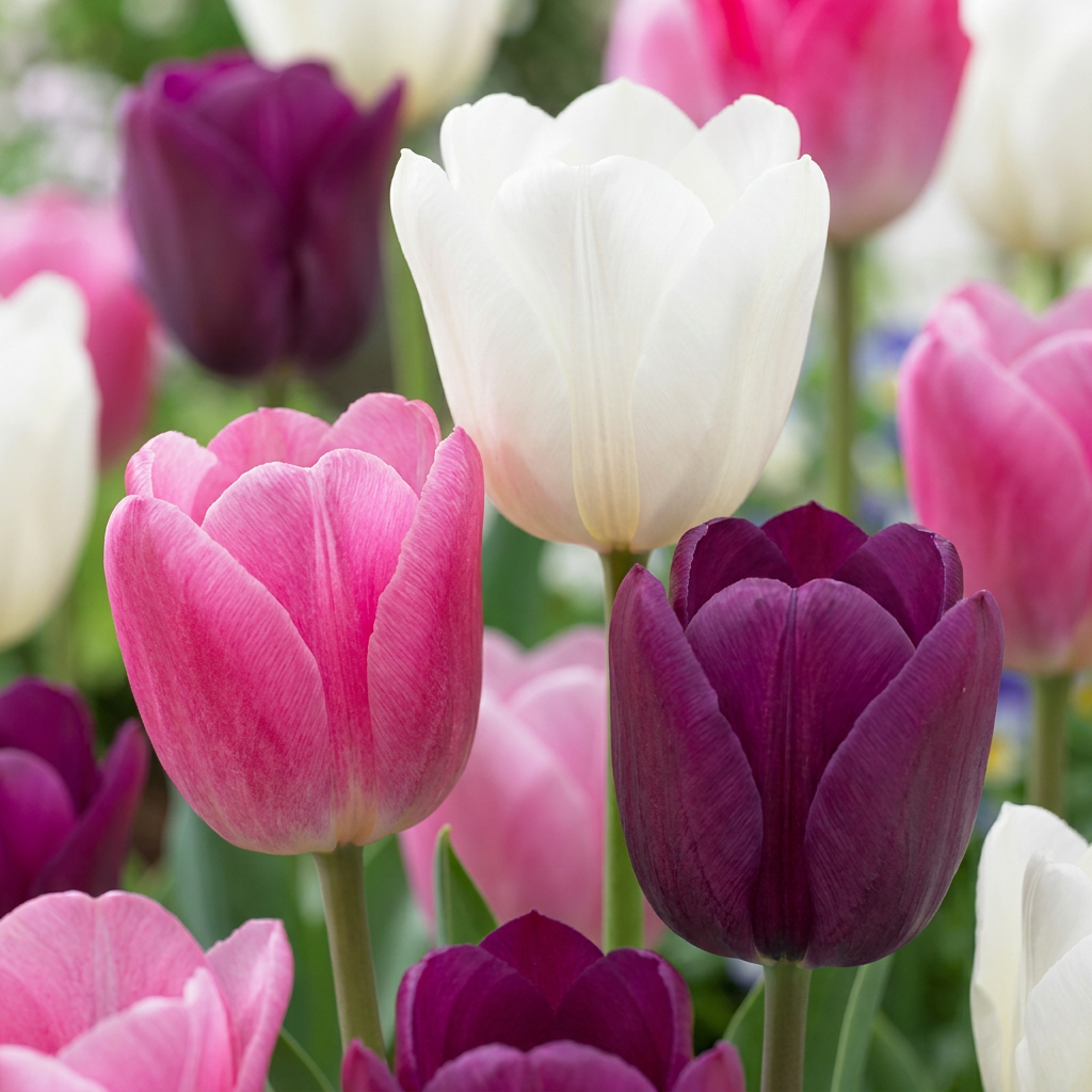 Tulpe 'Pastel Mix' – Pastell