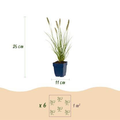 Lampenputzergras 'Hameln' – Pennisetum alopecuroides – Topf Ø11cm – Ansicht 4