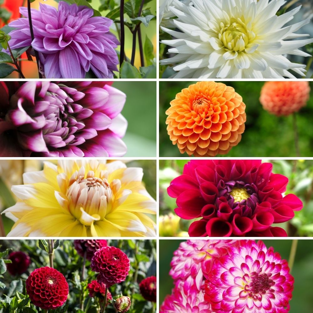 Dahlien Super-Mix – 8 Sorten, 8 Knollen