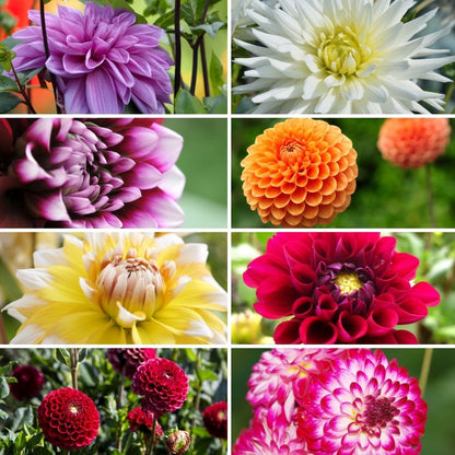Dahlien Super-Mix – 8 Sorten, 8 Knollen