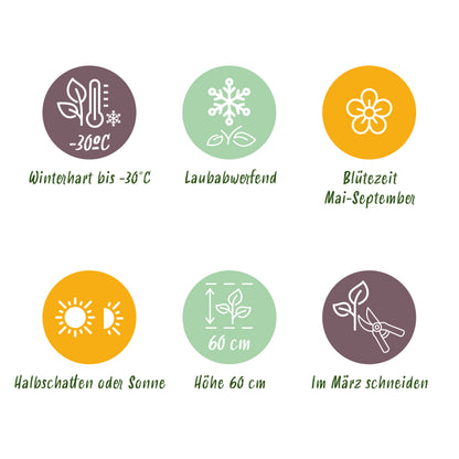 Katzenminze 'Neptune' – Lila – Topf Ø11cm – Ansicht 7