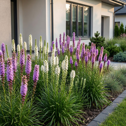 Prachtscharte 'Liatris Duo' – Violett-Weiß – Topf Ø11cm – Ansicht 5