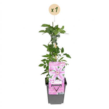 Clematis 'Nelly Moser' – Weiß-Rosa – Topf Ø9cm – Ansicht 2