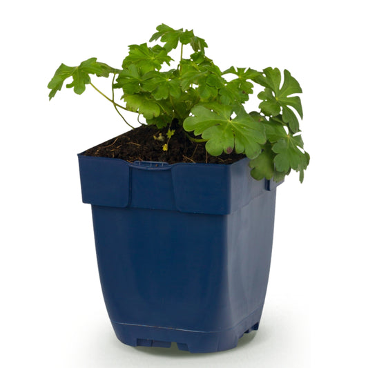 Storchschnabel 'Czakor' – Lila-Rosa – Topf Ø11cm – Ansicht 2