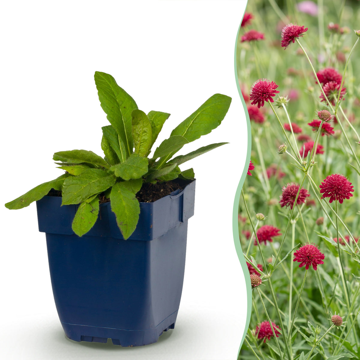 Mazedonische Witwenblume 'Knautia macedonica' – Dunkelrot – Topf Ø11cm