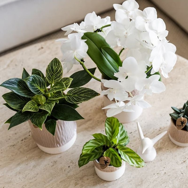 Philodendron 'White Measure' – Ø9cm – Ansicht 8