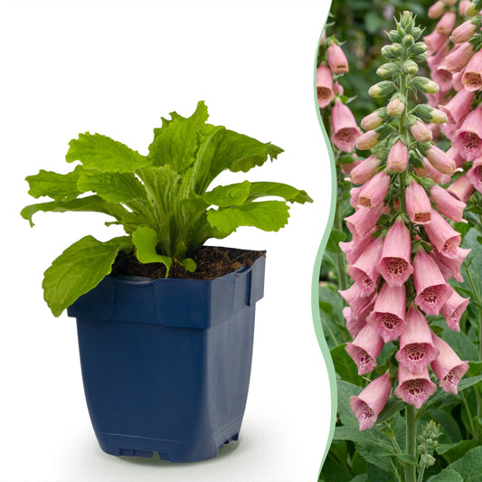 Fingerhut 'Digitalis mertonensis' – Rosa – Topf Ø11cm