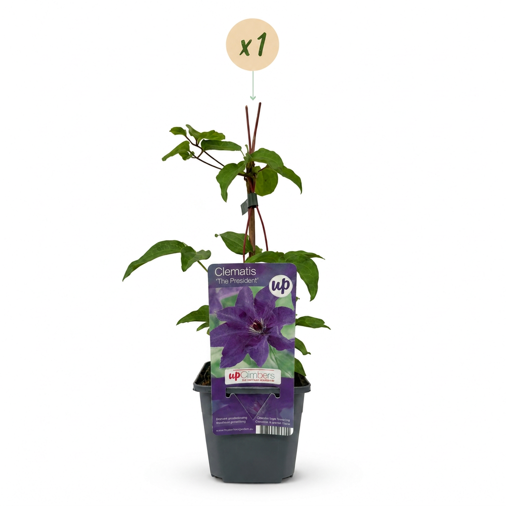 Waldrebe 'The President' – Clematis – Lila – Ø9cm – Ansicht 2