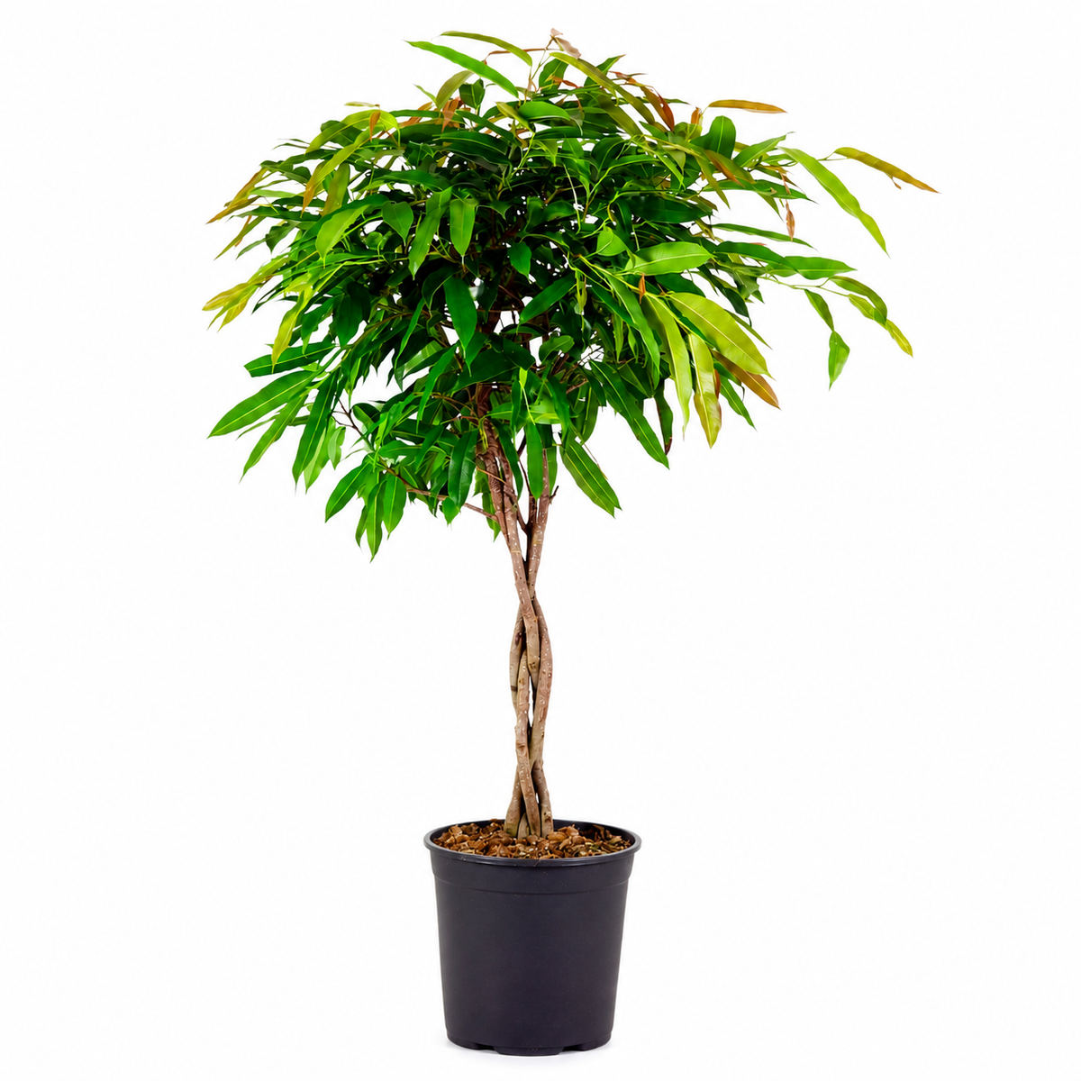 Ficus 'Amstel King' geflochten – Höhe 130 cm