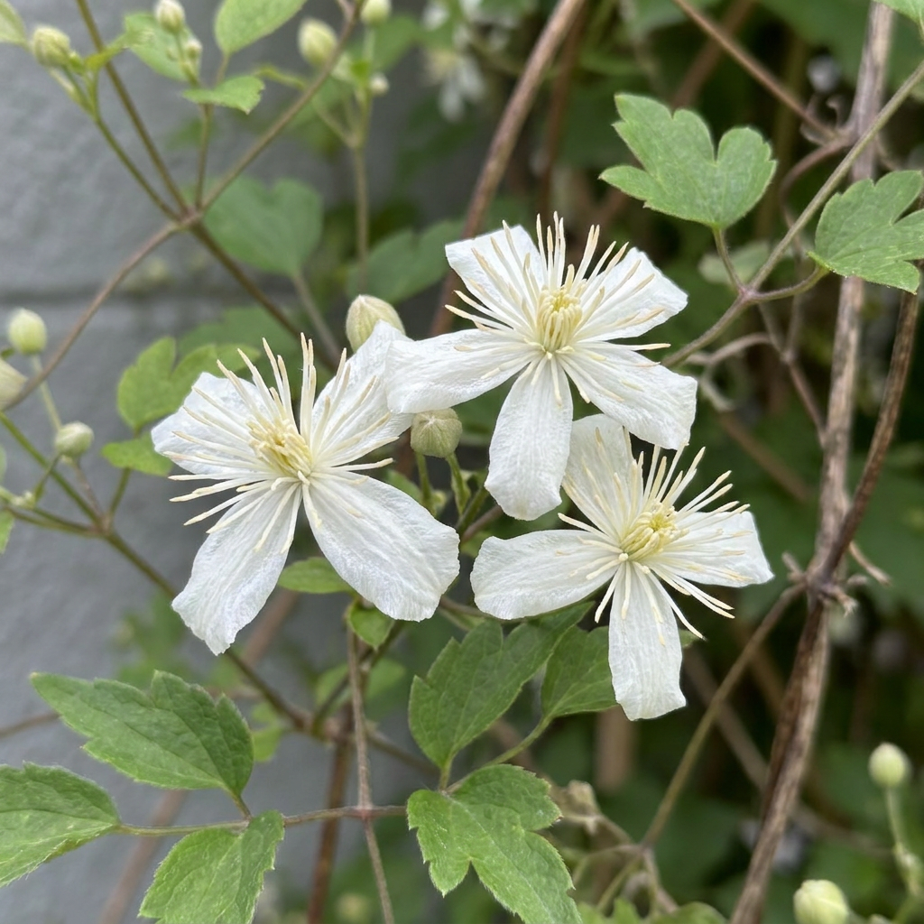 Gewöhnliche Waldrebe 'Clematis vitalba' – Weiß, Ø9cm, ↕35cm – Ansicht 3