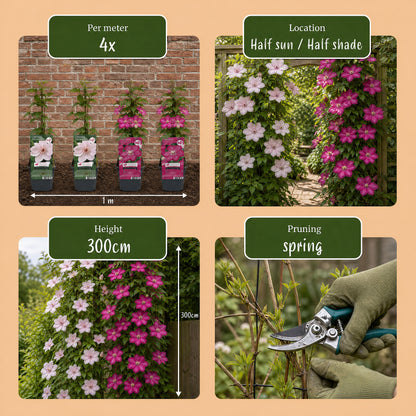 Waldrebe 'Pink & White' – Weiß-Rosa – Topf Ø9cm – Ansicht 5